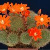 Rebutia_donaldiana